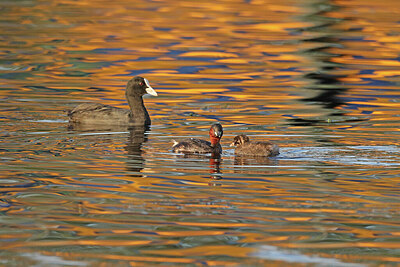 BUITEN BEELD Foto: 422556