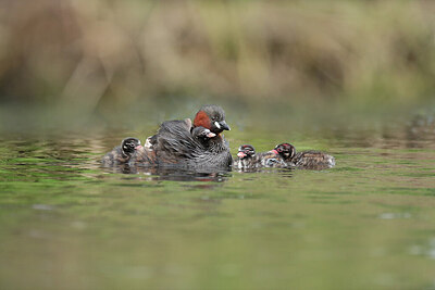 BUITEN BEELD Foto: 422571