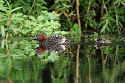 BUITEN BEELD Foto: 422576