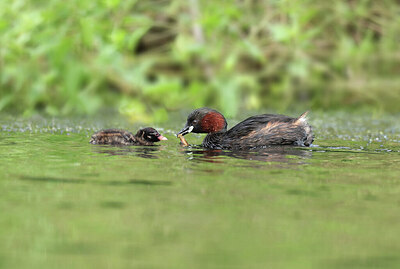 BUITEN BEELD Foto: 422577