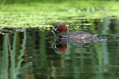 BUITEN BEELD Foto: 422583