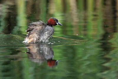 BUITEN BEELD Foto: 422584