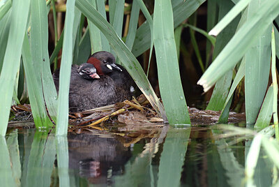 BUITEN BEELD Foto: 422586