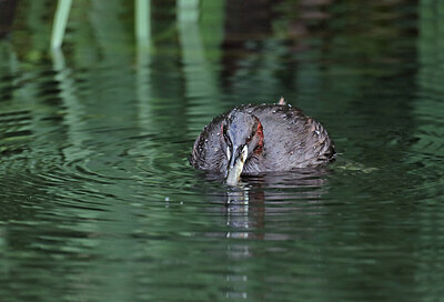 BUITEN BEELD Foto: 422600