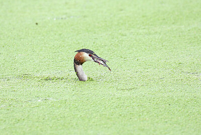 BUITEN BEELD Foto: 422601
