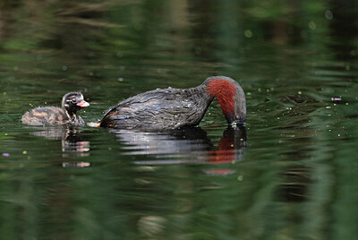 BUITEN BEELD Foto: 422610