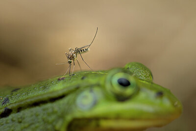 BUITEN BEELD Foto: 422612