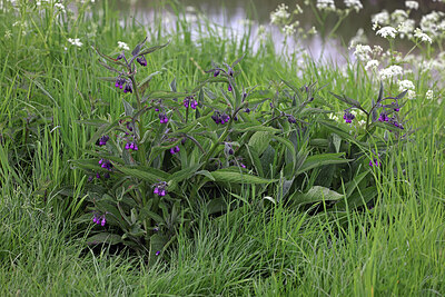 BUITEN BEELD Foto: 422615