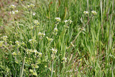 BUITEN BEELD Foto: 422623