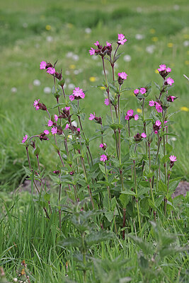BUITEN BEELD Foto: 422640