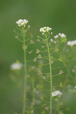 BUITEN BEELD Foto: 422652