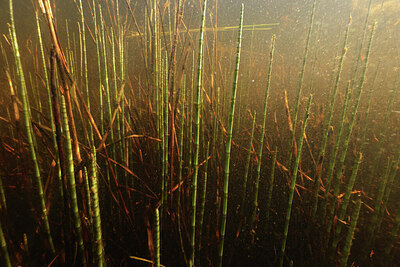 BUITEN BEELD Foto: 422653