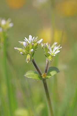 BUITEN BEELD Foto: 422655