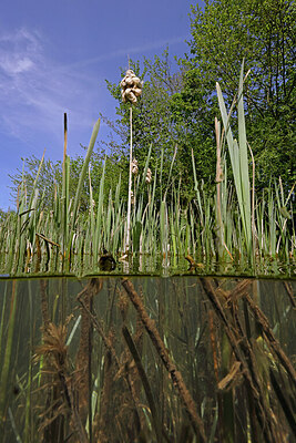 BUITEN BEELD Foto: 422657