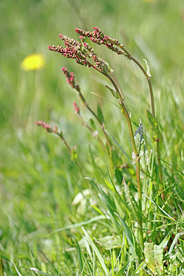 BUITEN BEELD Foto: 422665