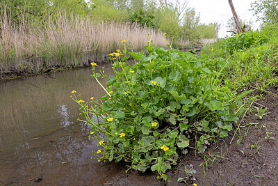 BUITEN BEELD Foto: 422668