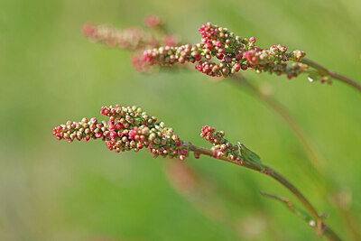 BUITEN BEELD Foto: 422669