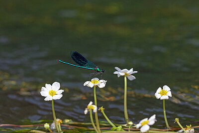 BUITEN BEELD Foto: 422682