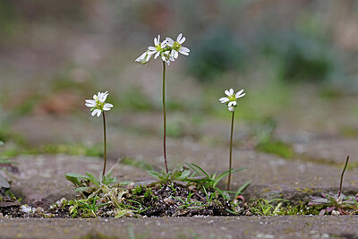 BUITEN BEELD Foto: 422685