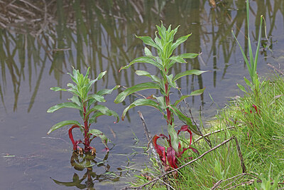 BUITEN BEELD Foto: 422698