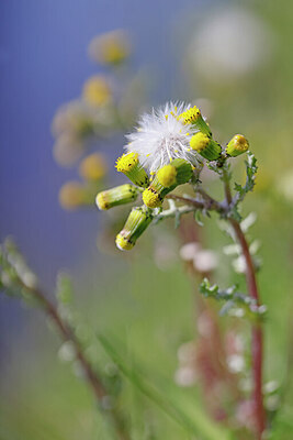 BUITEN BEELD Foto: 422699