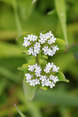 BUITEN BEELD Foto: 422703