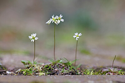 BUITEN BEELD Foto: 422705