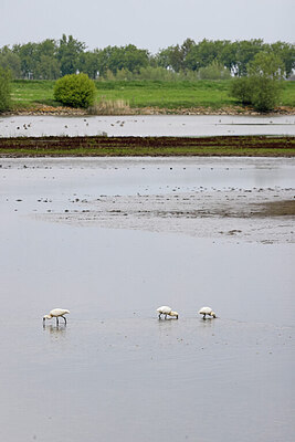 BUITEN BEELD Foto: 422795