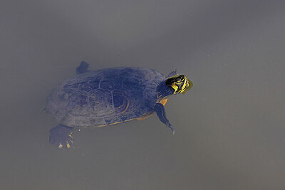 BUITEN BEELD Foto: 422863