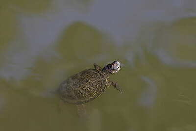 BUITEN BEELD Foto: 422885