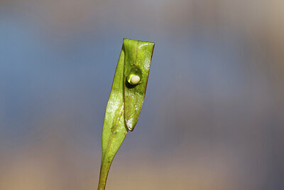 BUITEN BEELD Foto: 422916