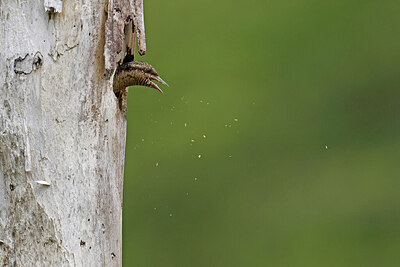 BUITEN BEELD Foto: 422959