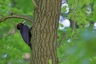 BUITEN BEELD Foto: 422971