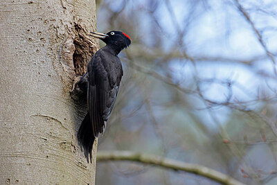 BUITEN BEELD Foto: 422976