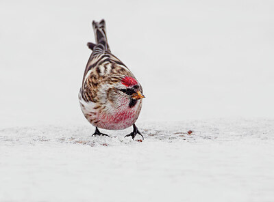 BUITEN BEELD Foto: 423003