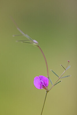 BUITEN BEELD Foto: 423059