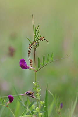 BUITEN BEELD Foto: 423079