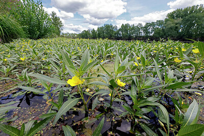 BUITEN BEELD Foto: 423080