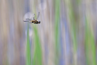 BUITEN BEELD Foto: 423102