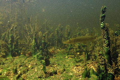 BUITEN BEELD Foto: 423233