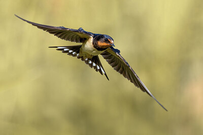 BUITEN BEELD Foto: 423495