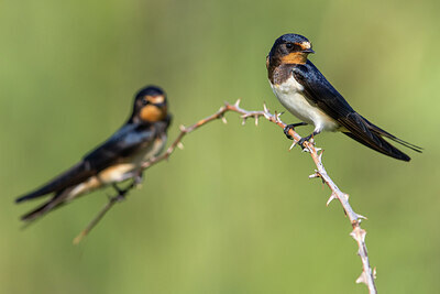 BUITEN BEELD Foto: 423499