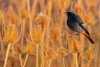 BUITEN BEELD Foto: 423512