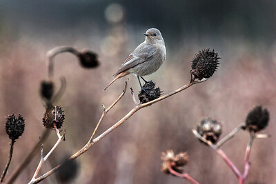 BUITEN BEELD Foto: 423516