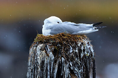 BUITEN BEELD Foto: 423540