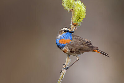 BUITEN BEELD Foto: 423573