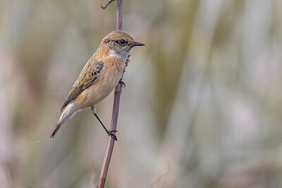 BUITEN BEELD Foto: 423585