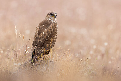 BUITEN BEELD Foto: 423609