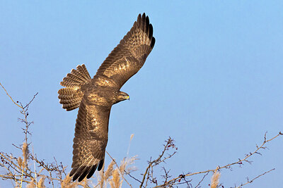 BUITEN BEELD Foto: 423612