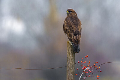 BUITEN BEELD Foto: 423613